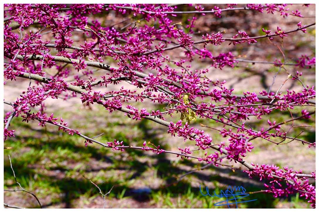 Spring Blossom