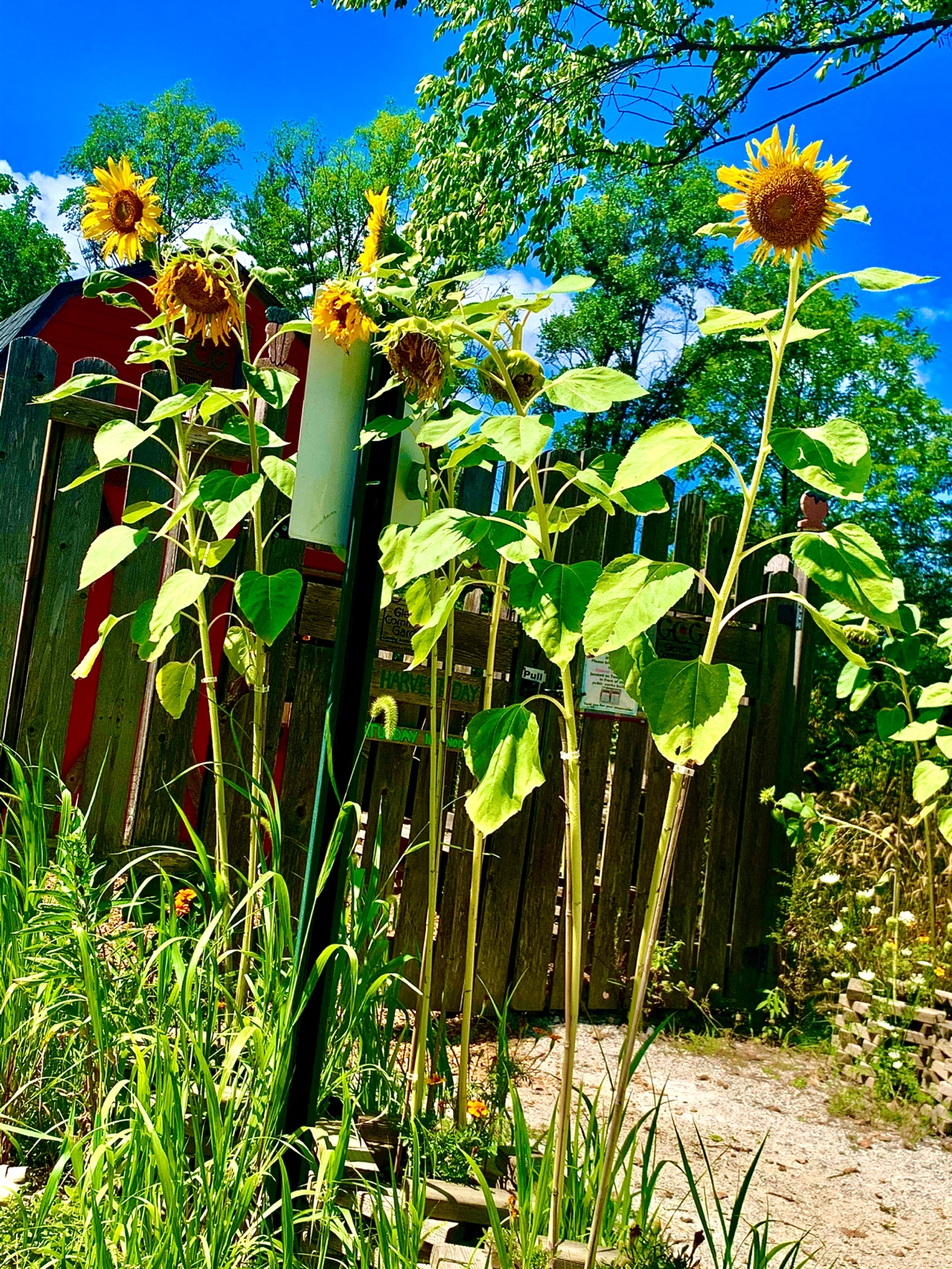 Summer Sunflowers Smiling