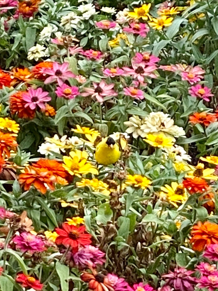 Goldfinch Sitting Pretty