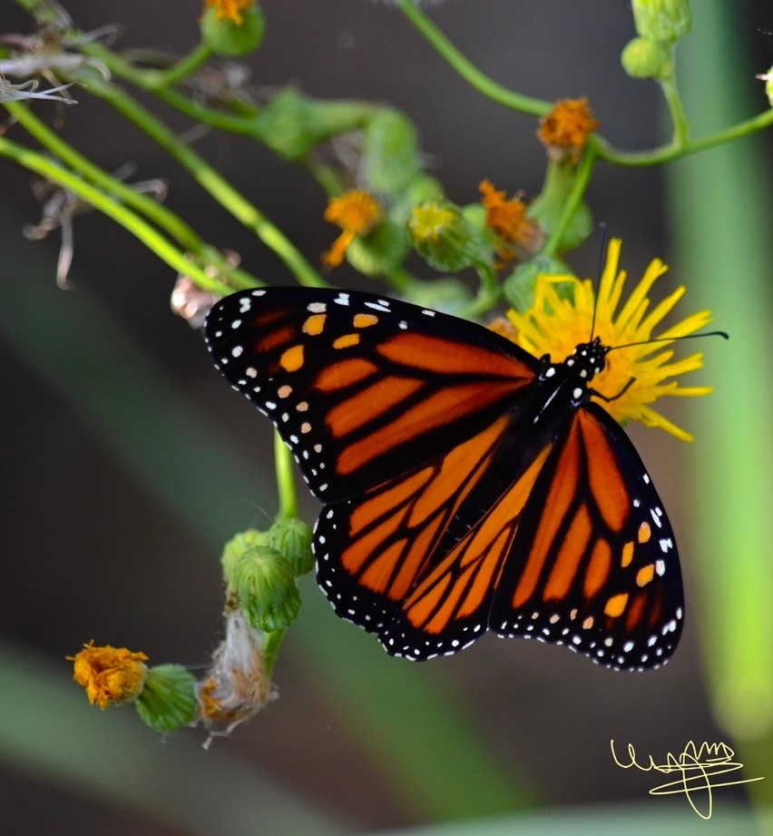 Butterfly Loves Flower