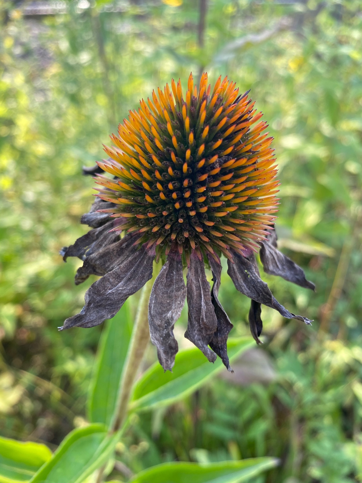 Coneflower