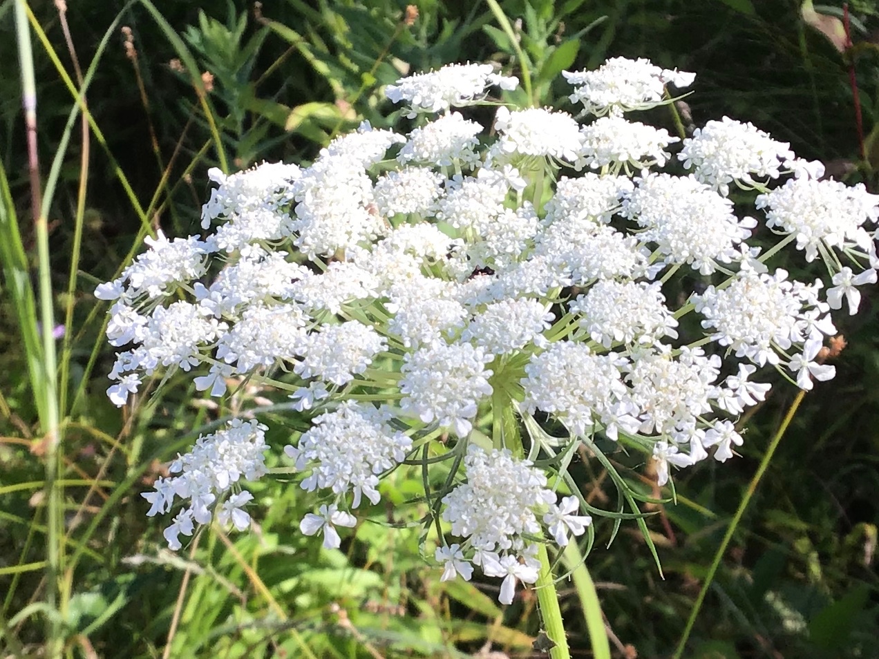 Sunny white flowers