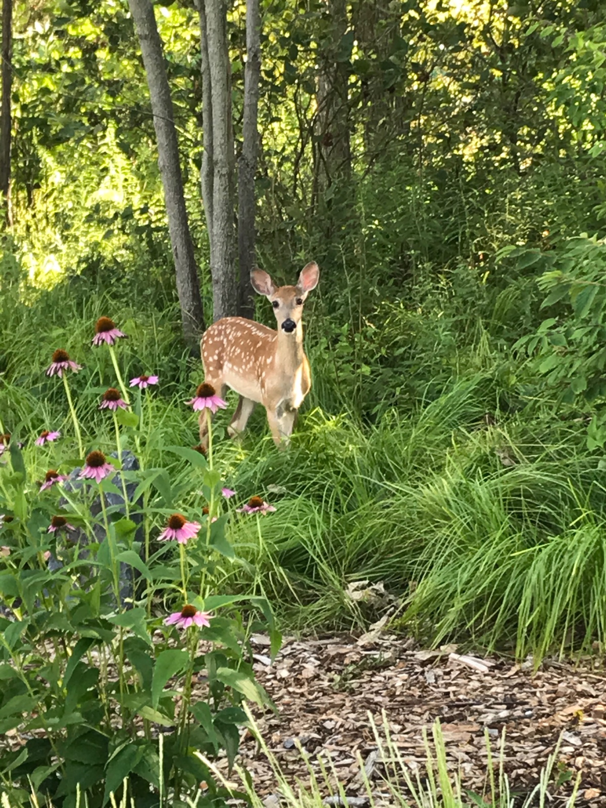 Fawning over the Green Bay Trail