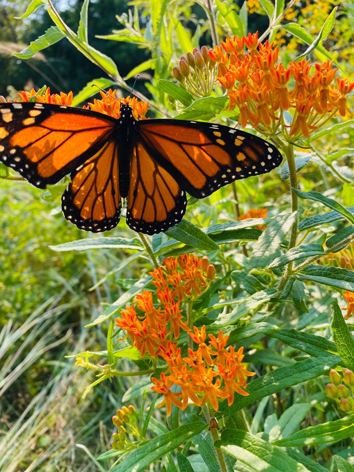 Monarch