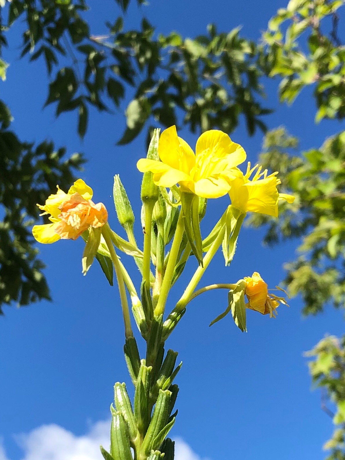 Lonely yellow