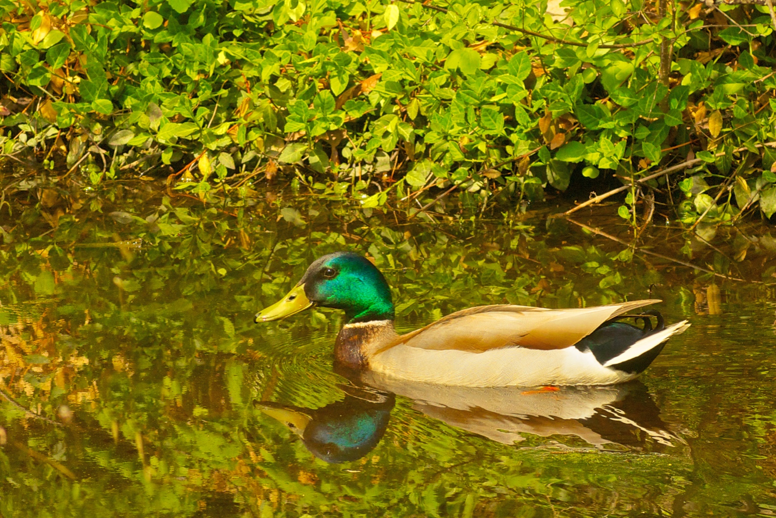 Swimming Mallard