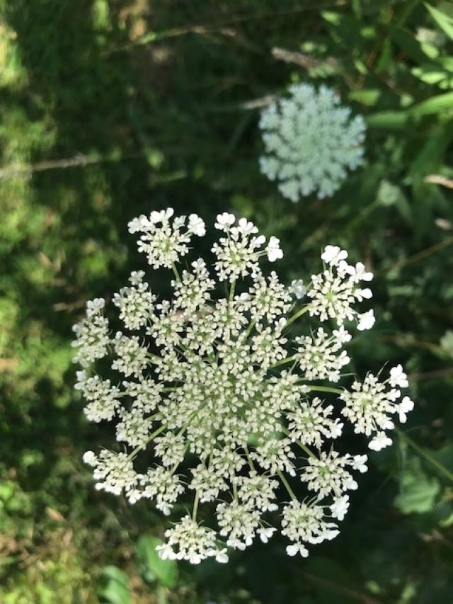 Queen Anne’s Lace