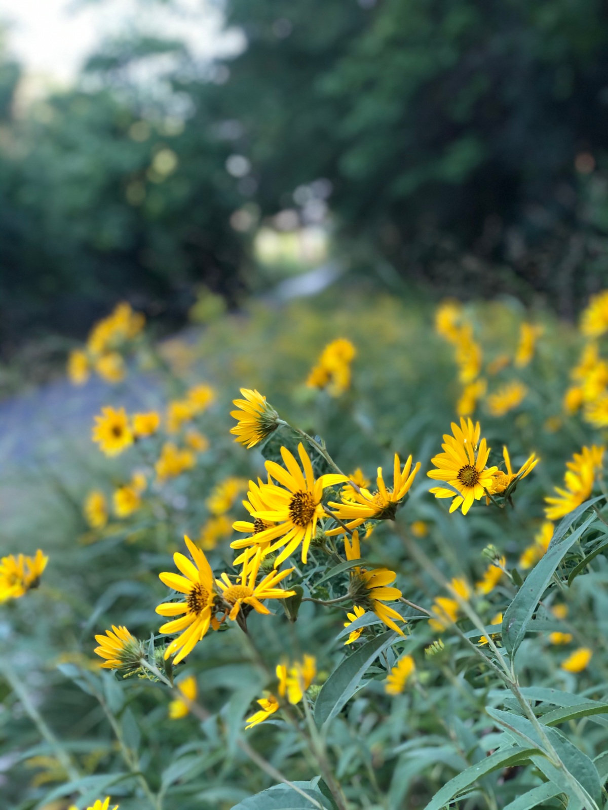 Enjoying the flowers along the trail on the last day of August.