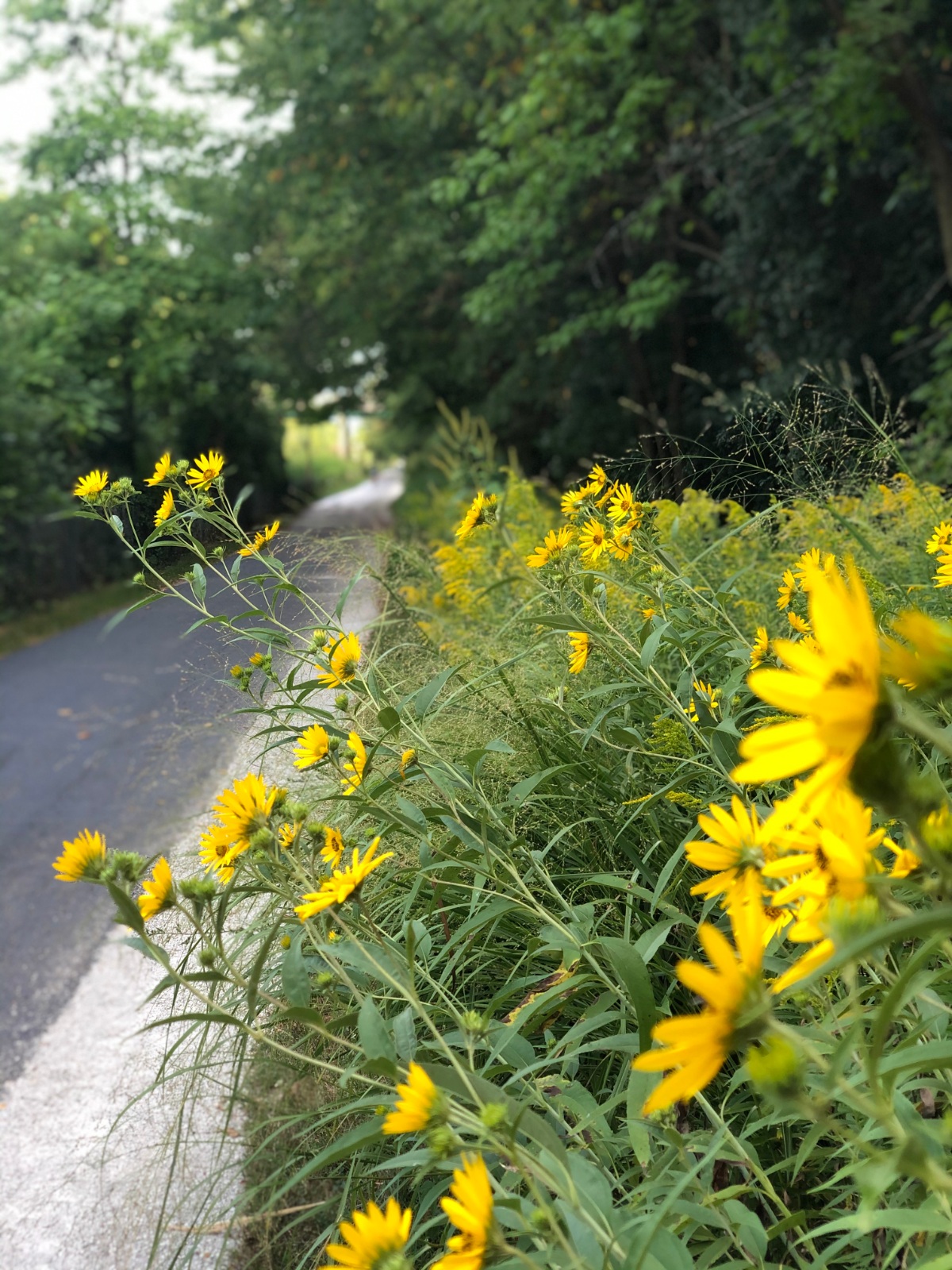 Stopped on my morning run to smell the flowers!