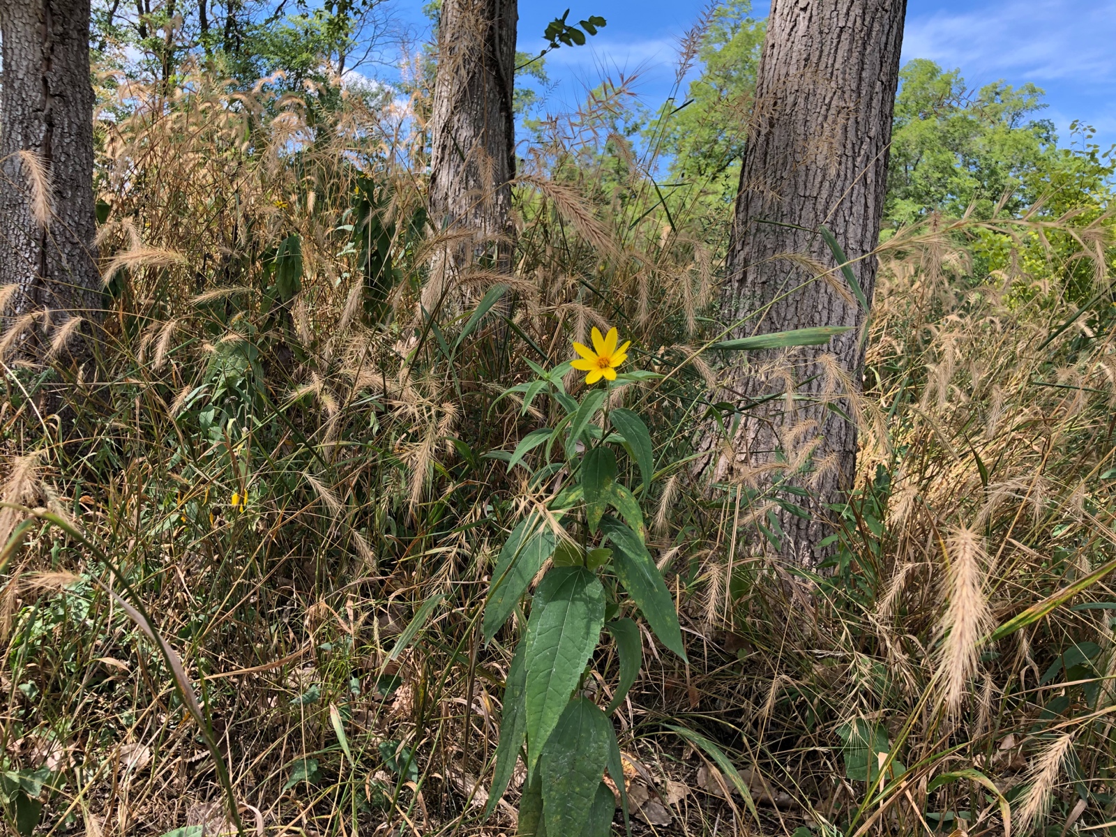 The lone daisy