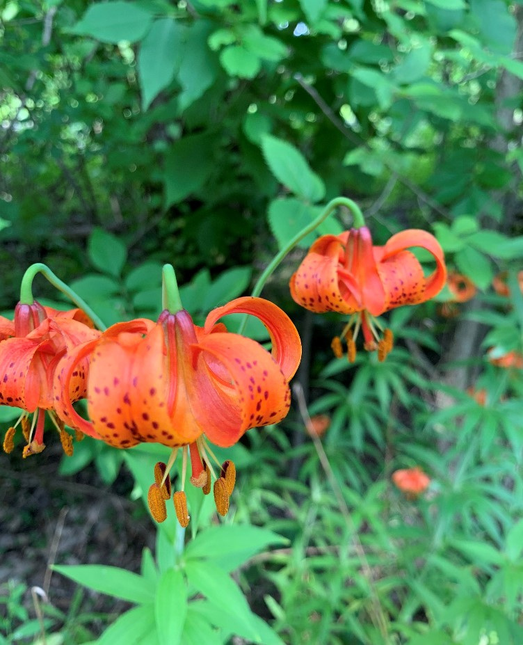 Dangling Day Lillies