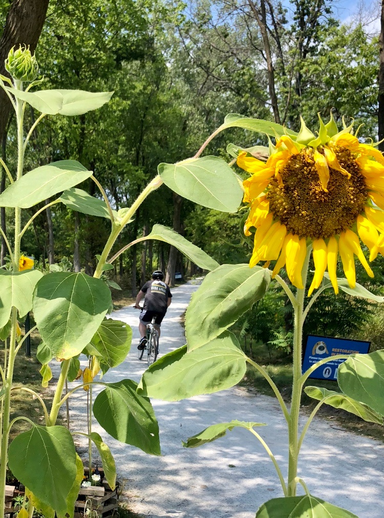 Riding with the Sunflowers