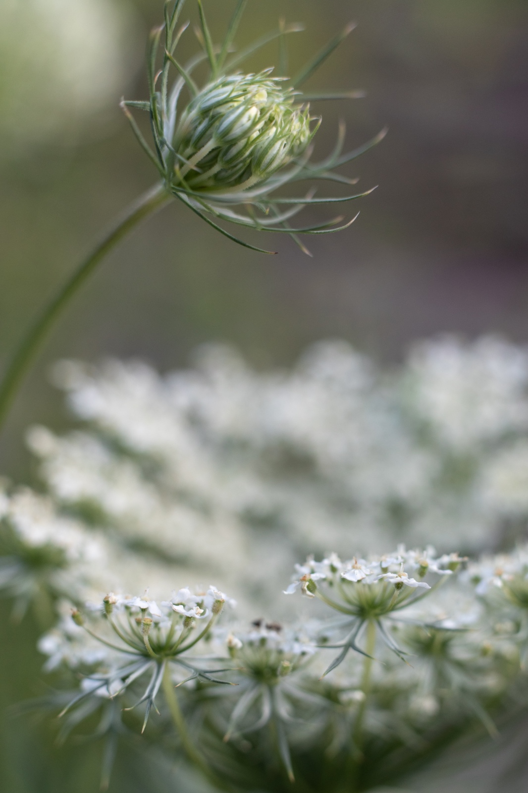 Queen Anne’s Lace