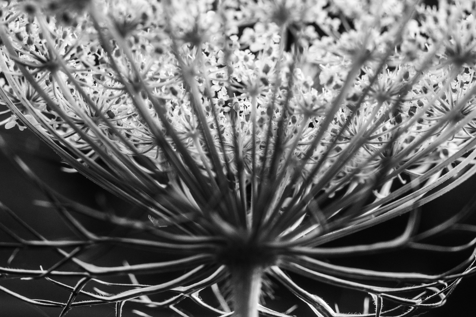 Queen Anne’s Lace