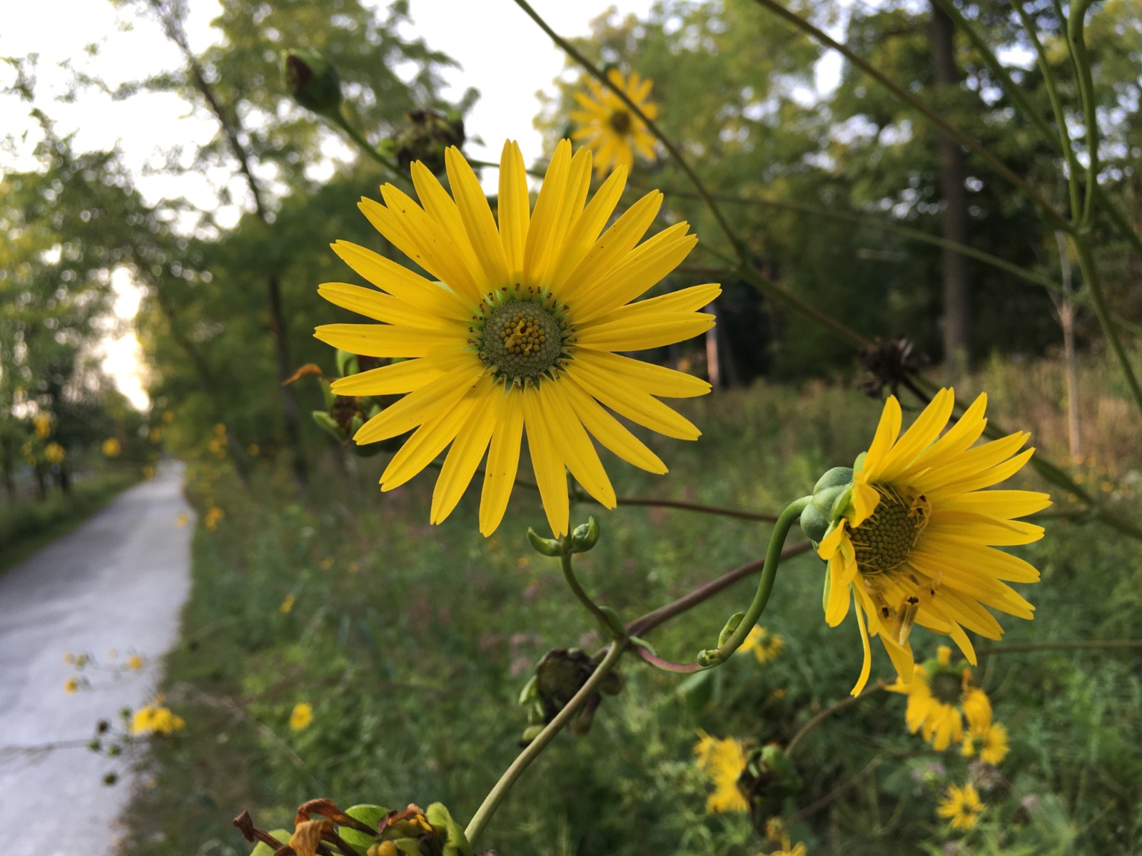 Green Bay Trail summer 2020