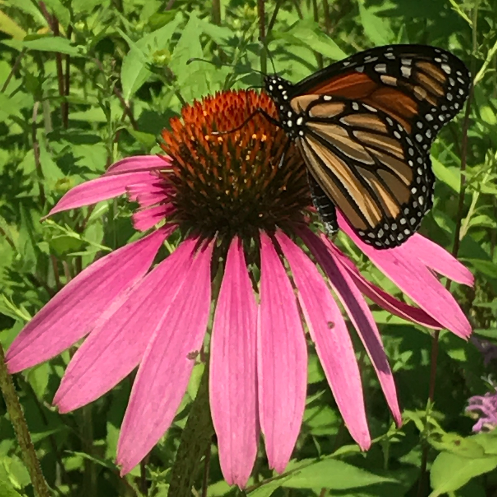 Coneflower and Friend