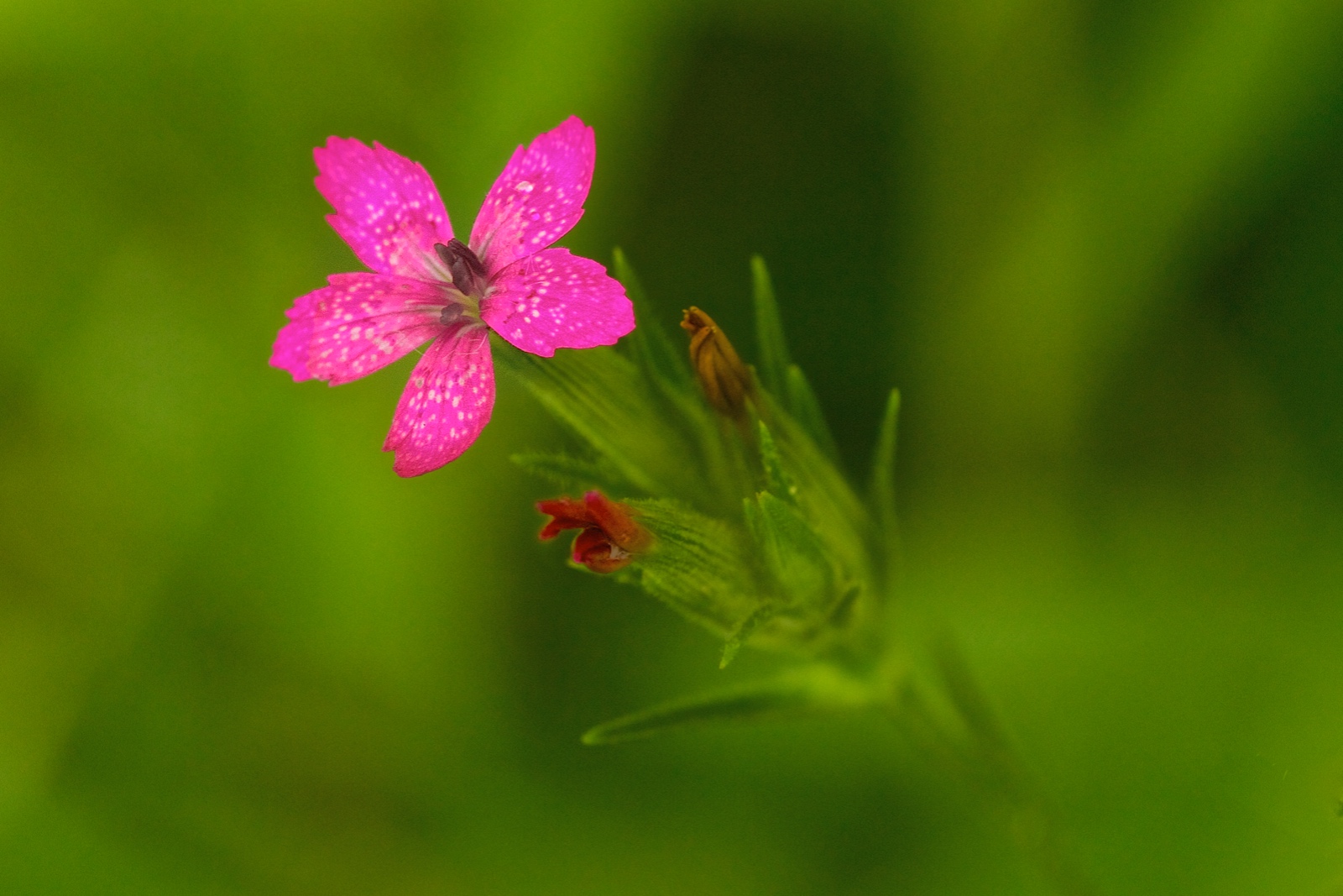 Deptford Pink