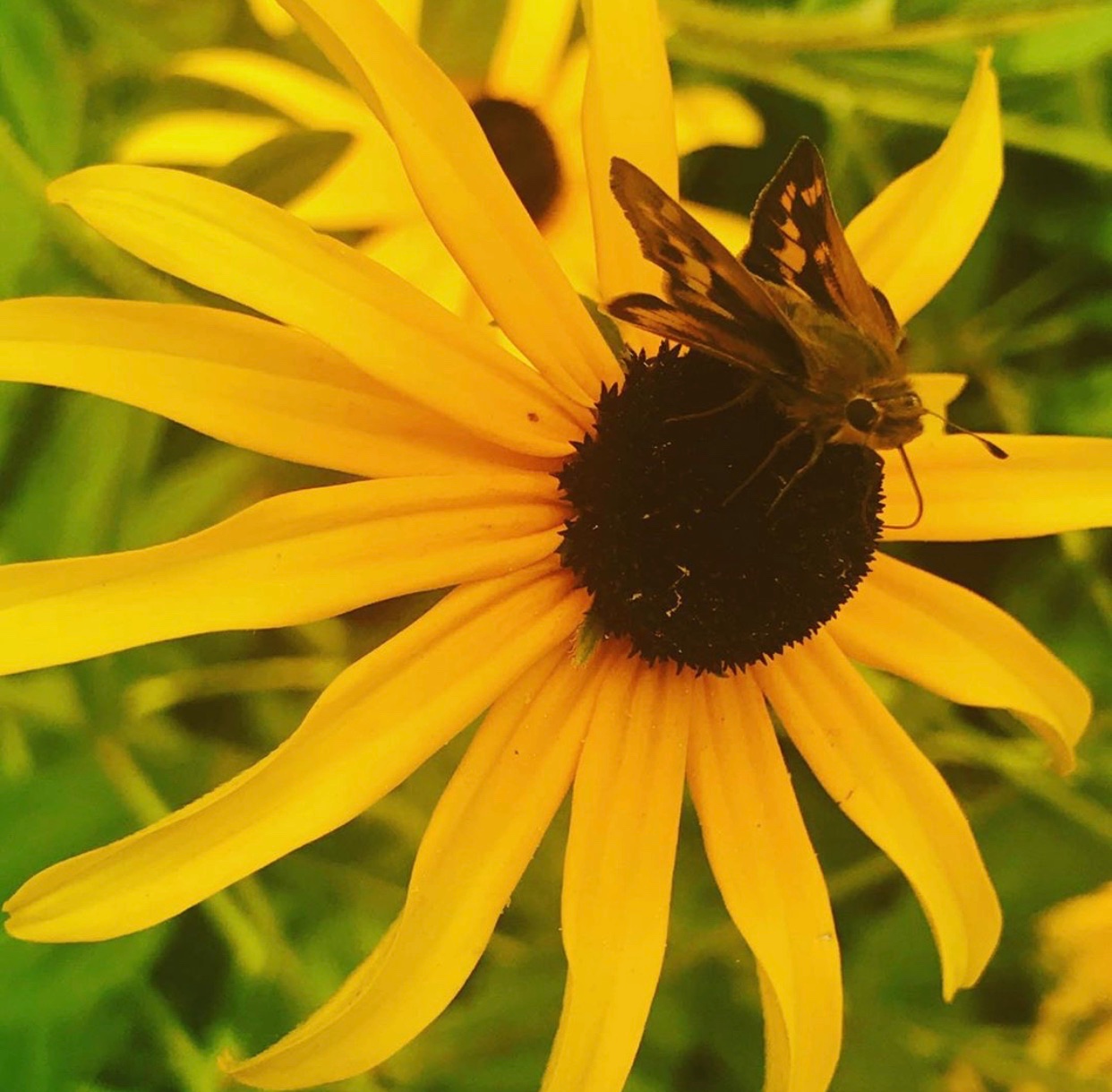 Baby Moth Meets Flower