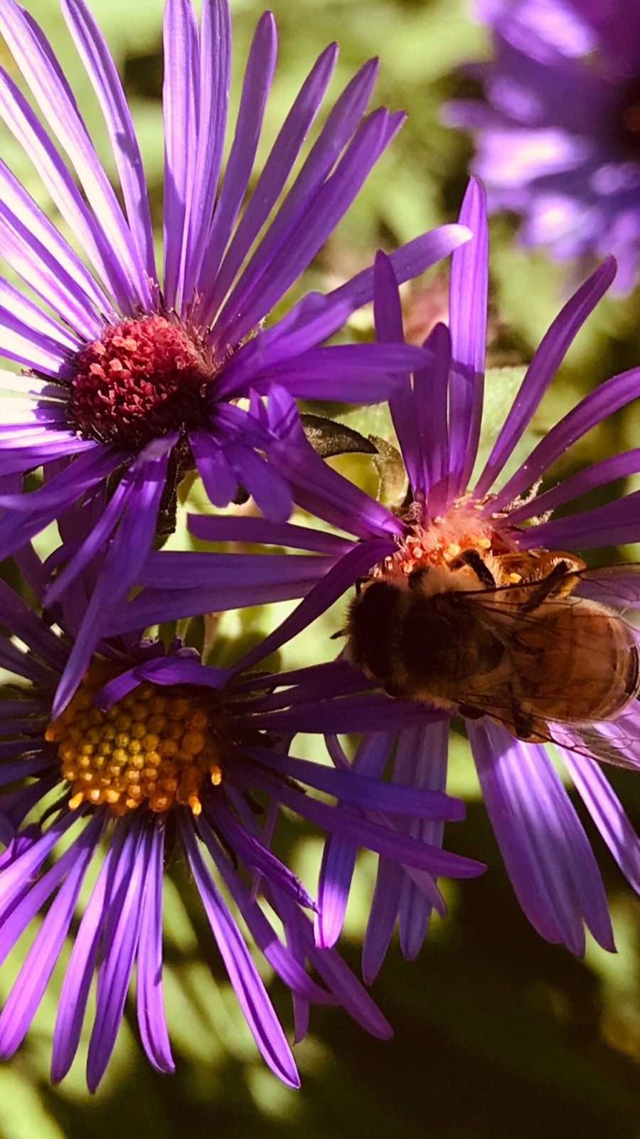Bee takes center stage