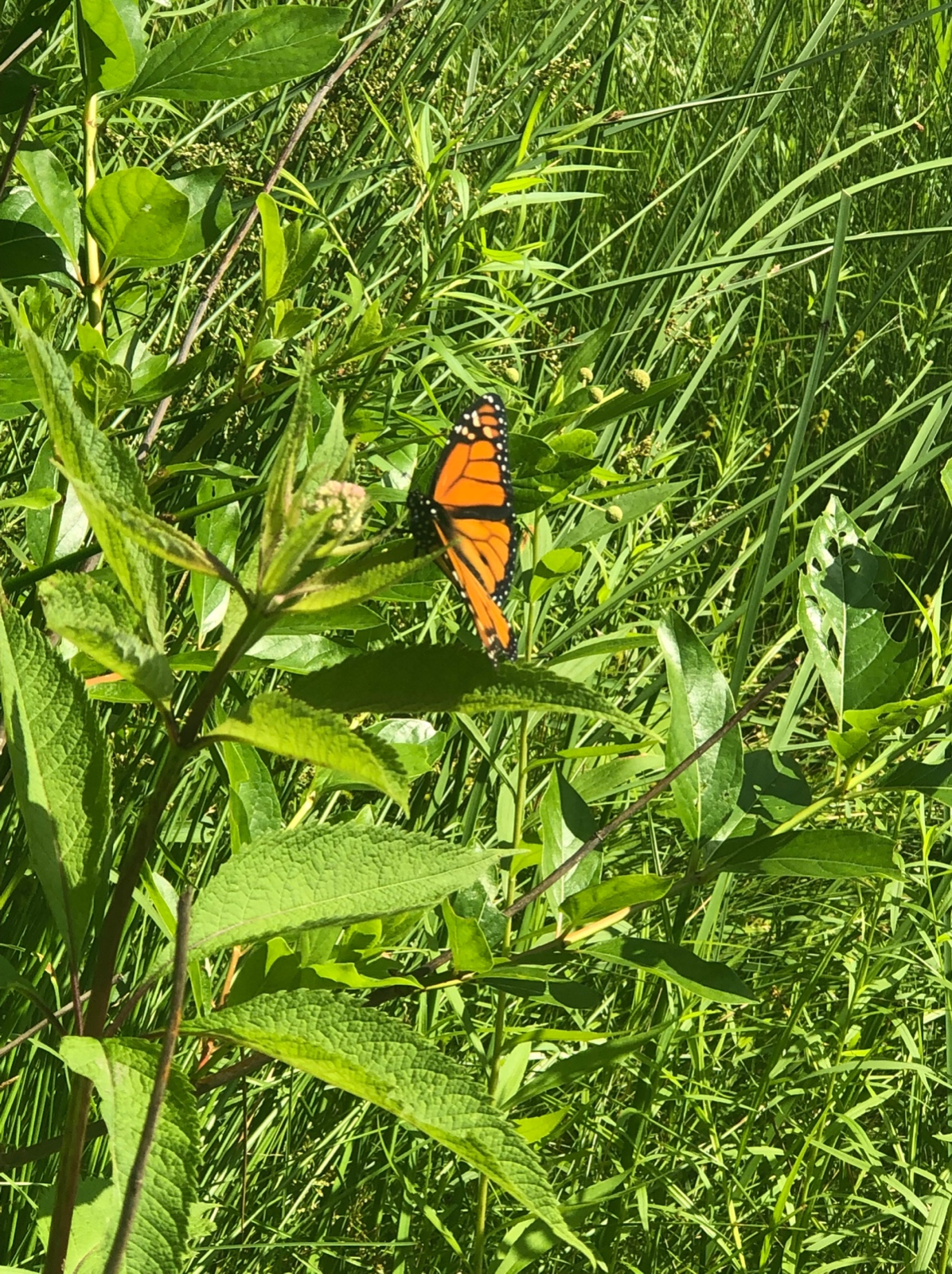 Monarch Mealtime