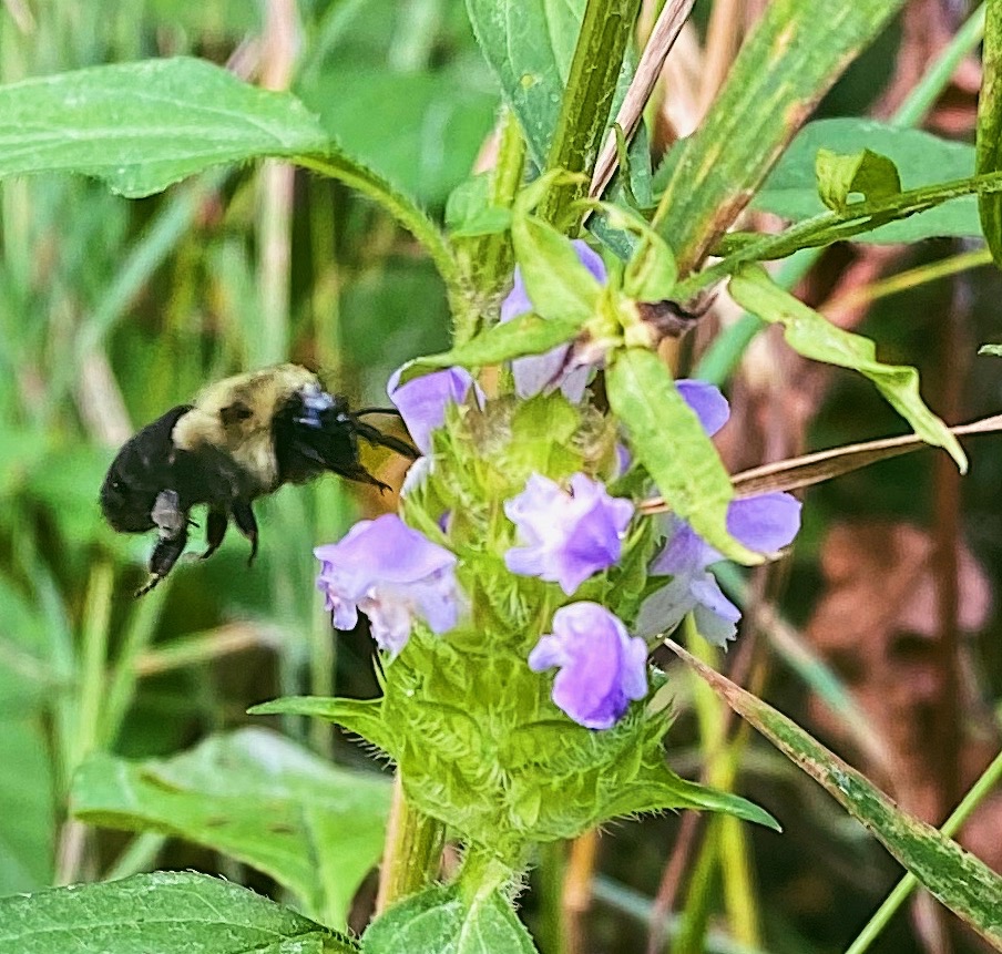 Pollination