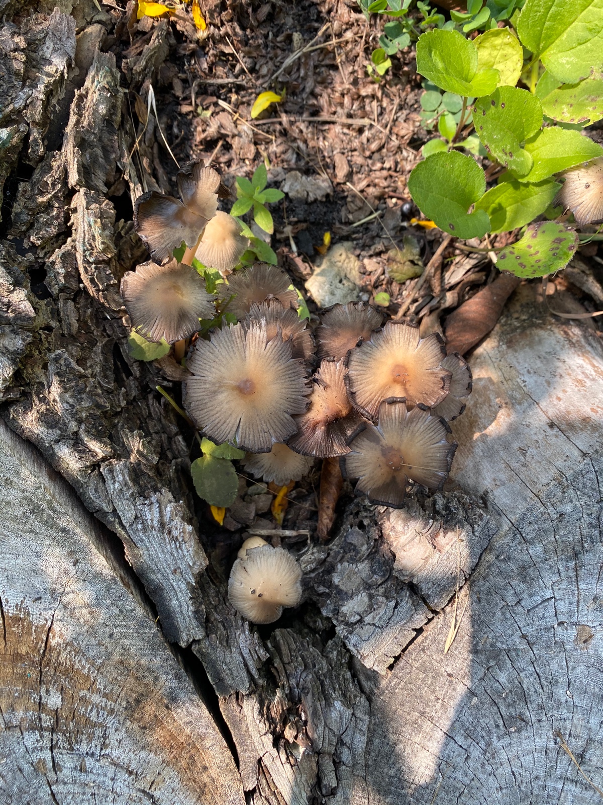Mica Cap Mushrooms