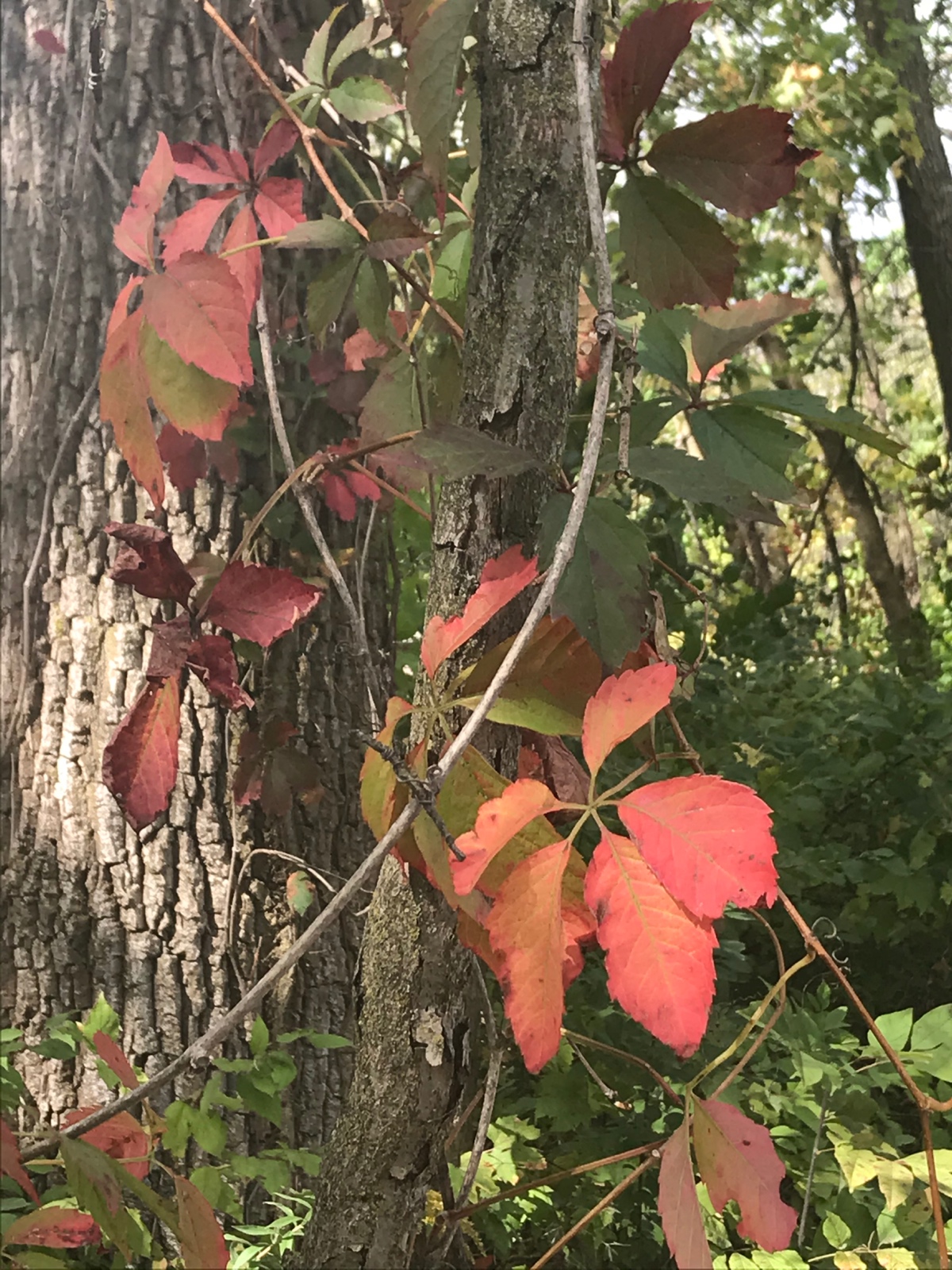 Fall Color, Hanging in There