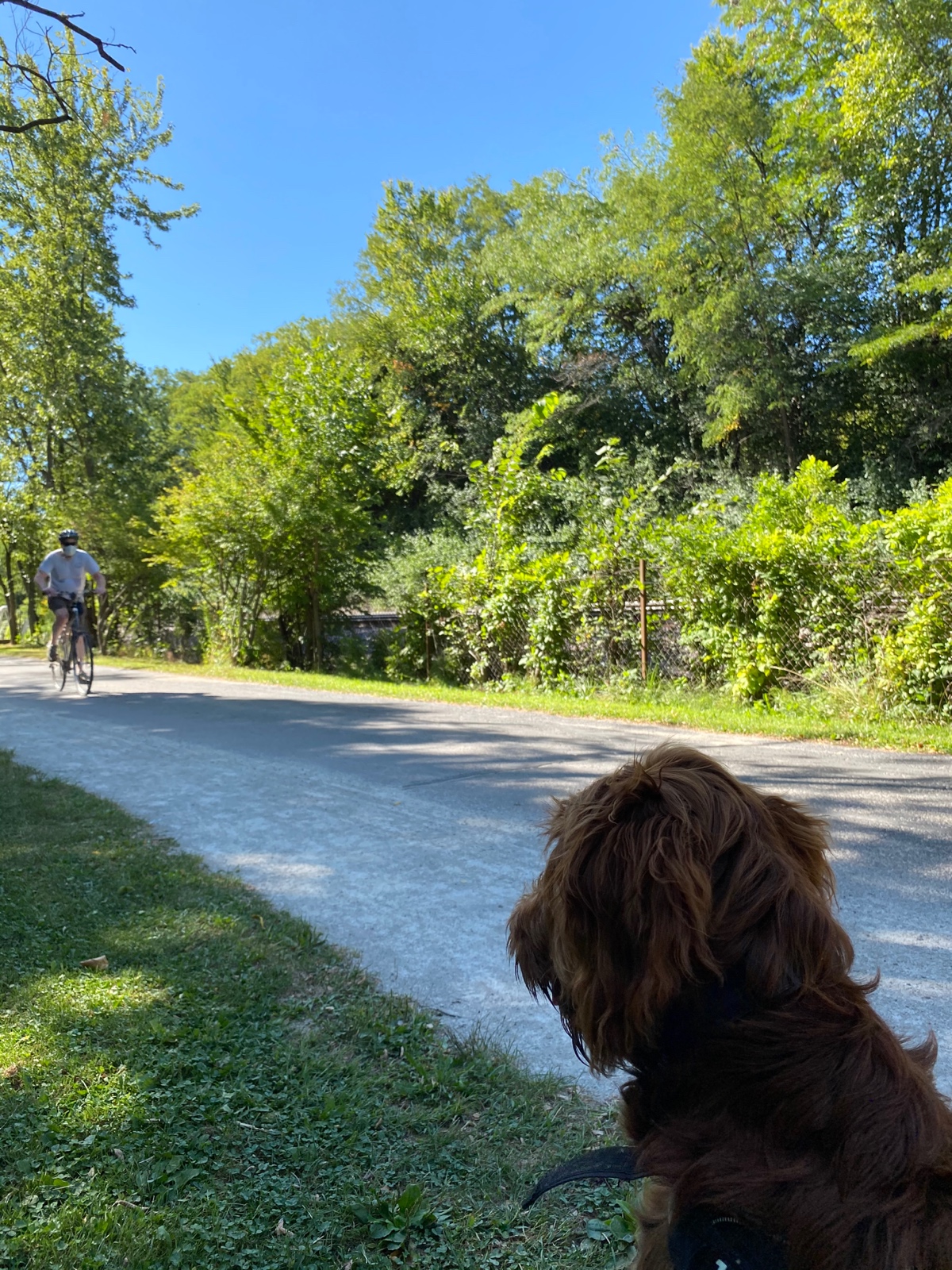 A Puppy Watching Life on The Trail