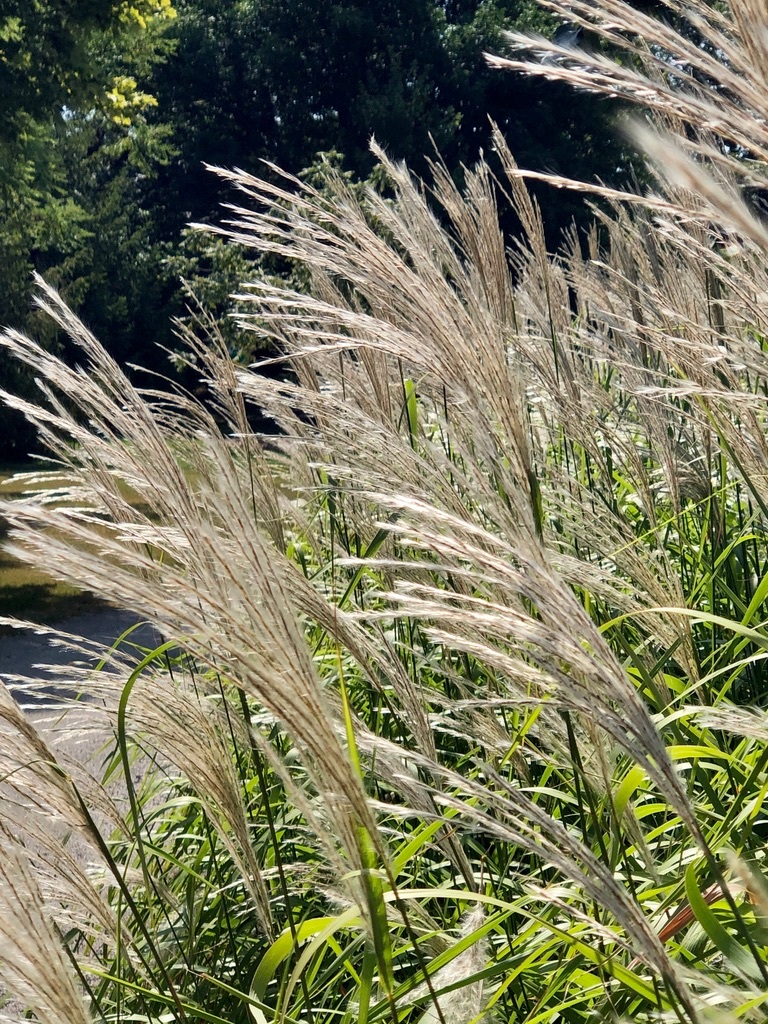 Shimmering Grass
