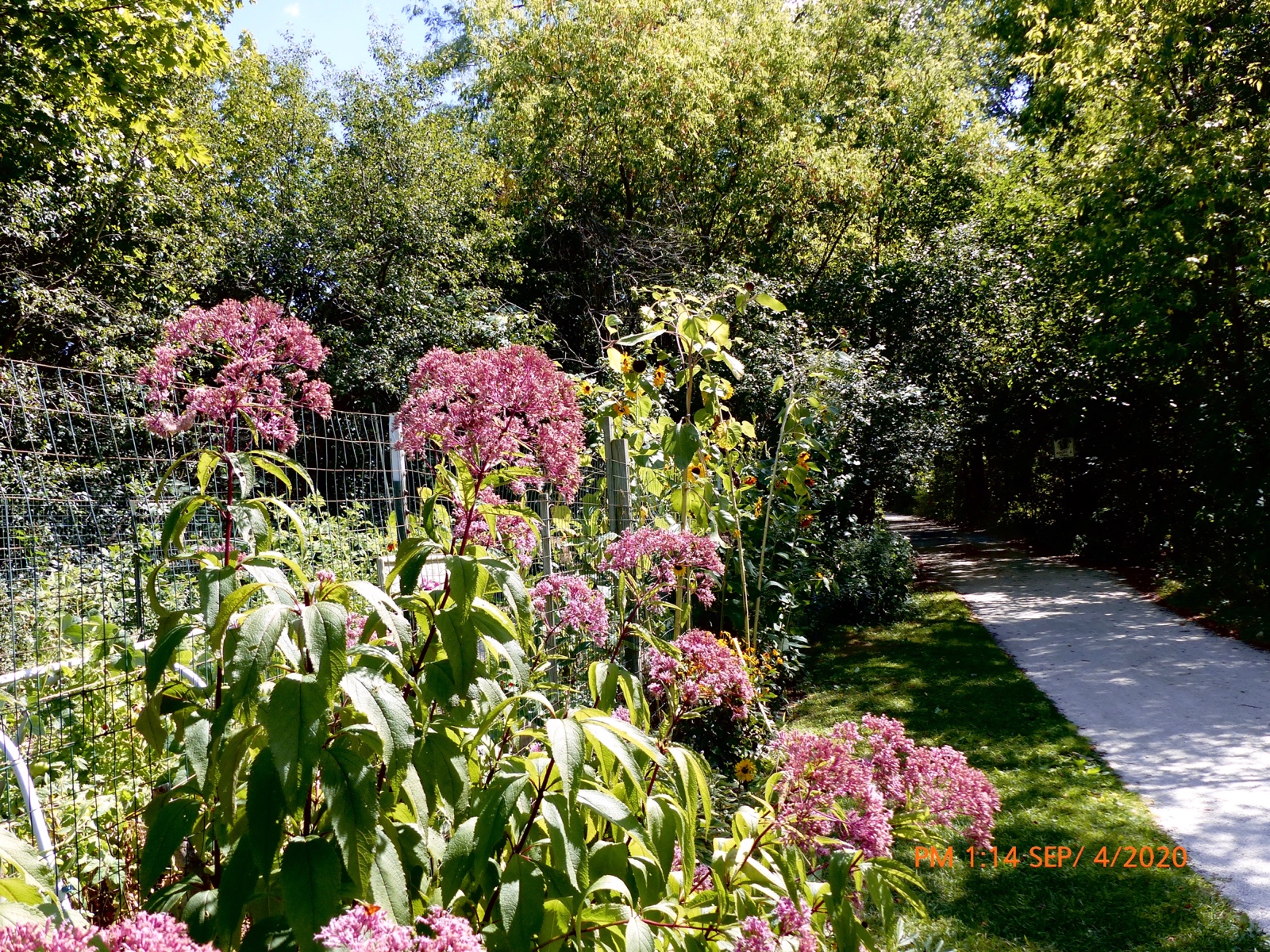 Pink Along The Path