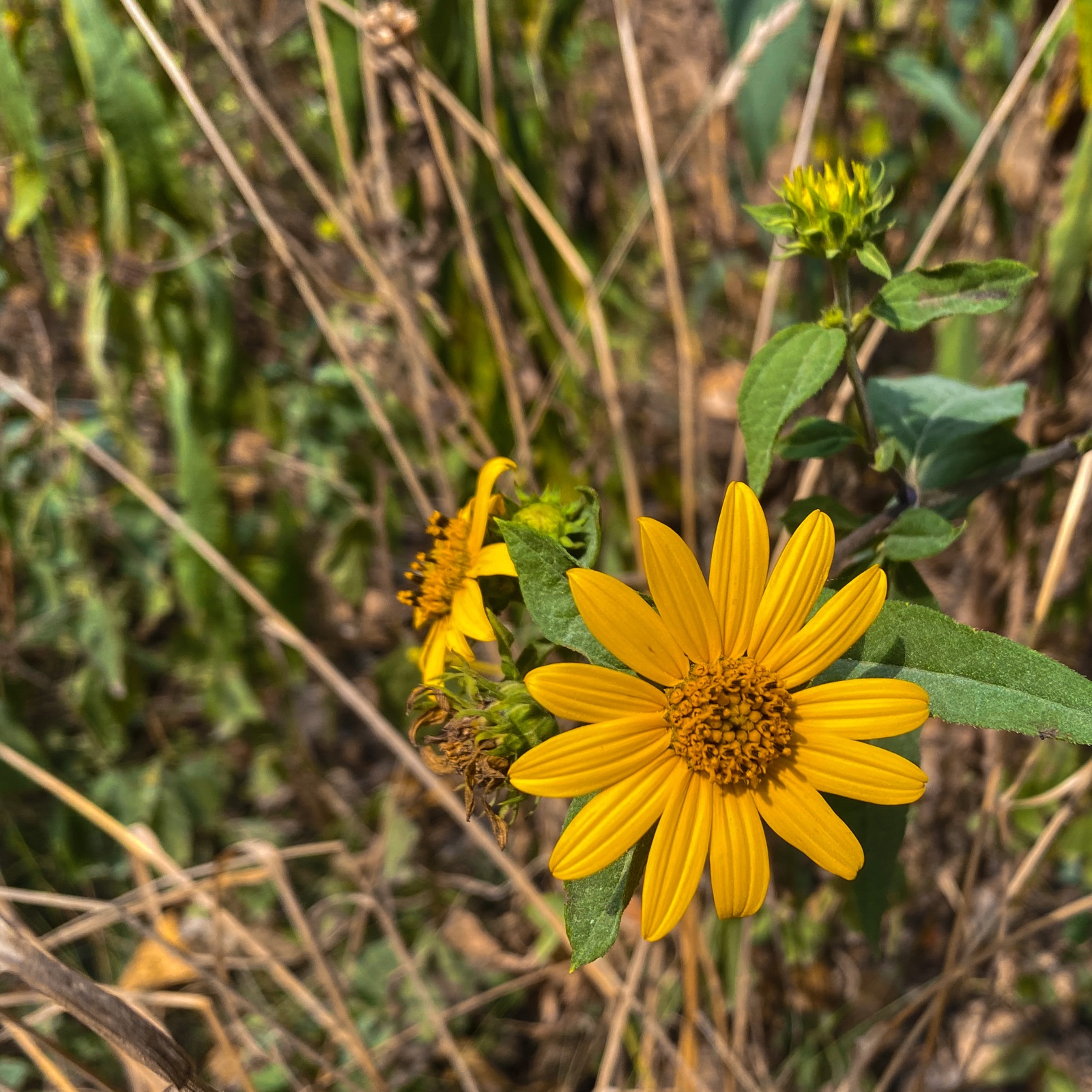 The Stages of a Sunflower, All in a bunch