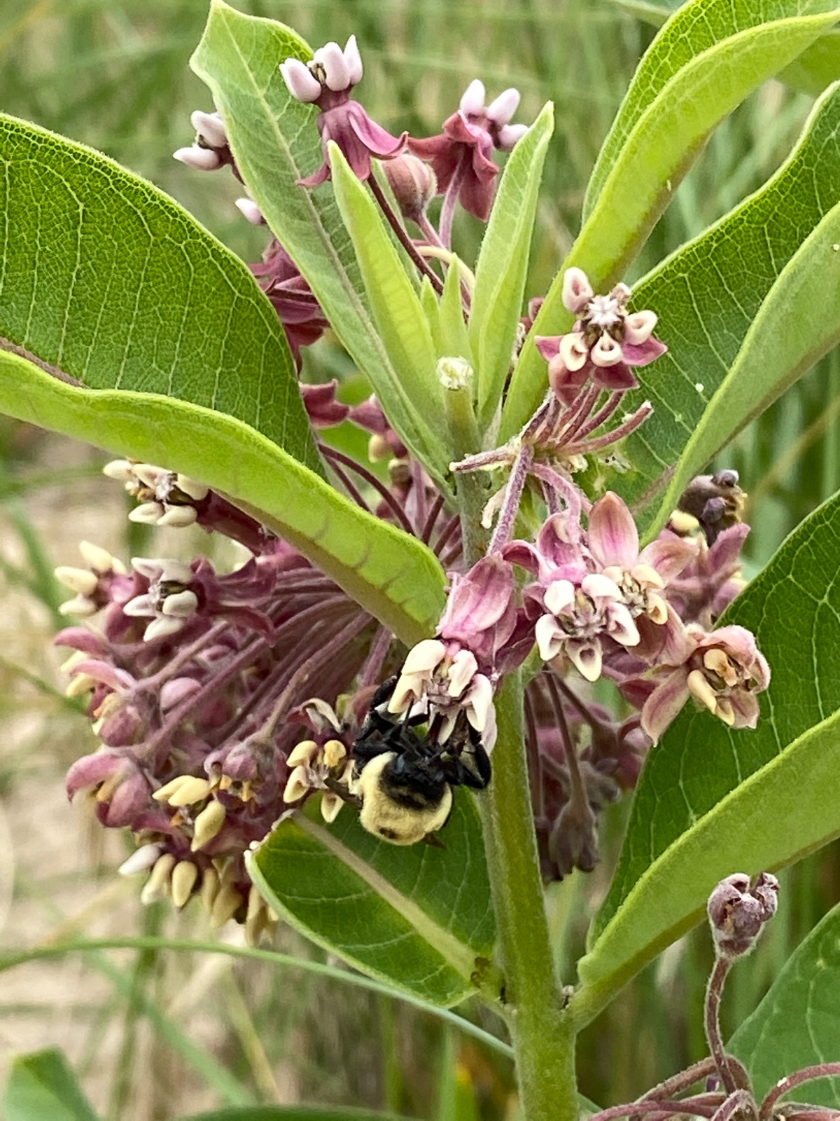 Busy Bee