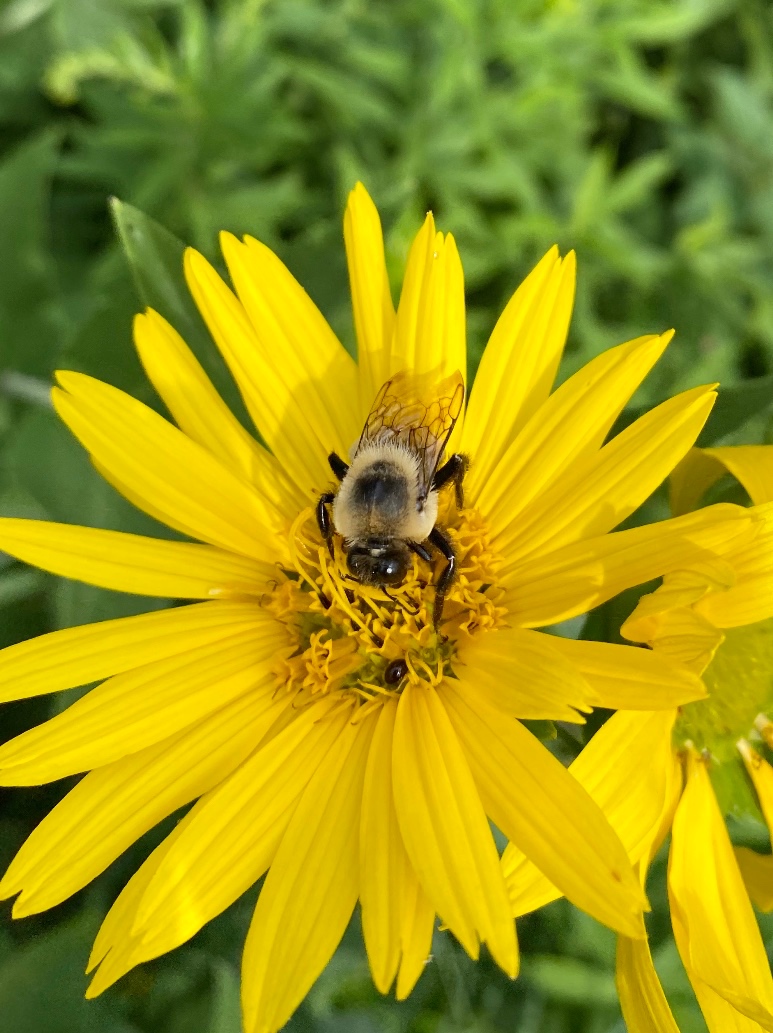 The Bee’s Knees