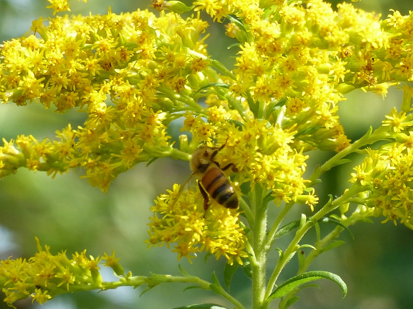 Bee On Golden Rod