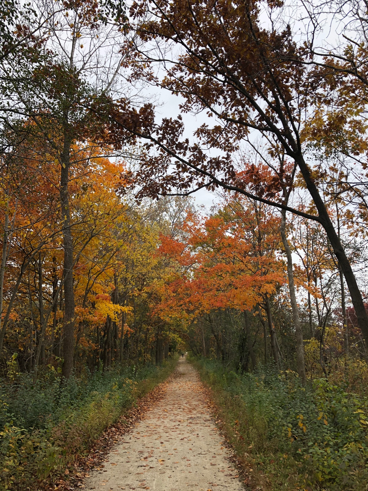 Autumn Glory