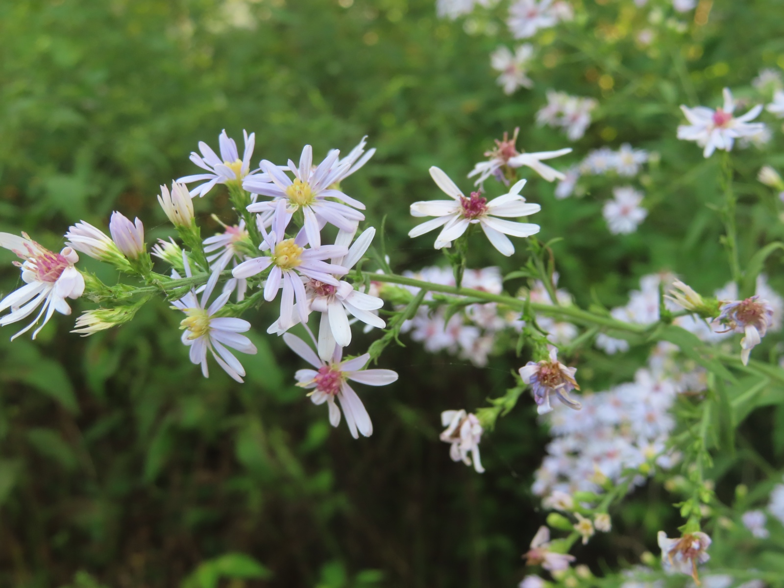 Lilac flowers