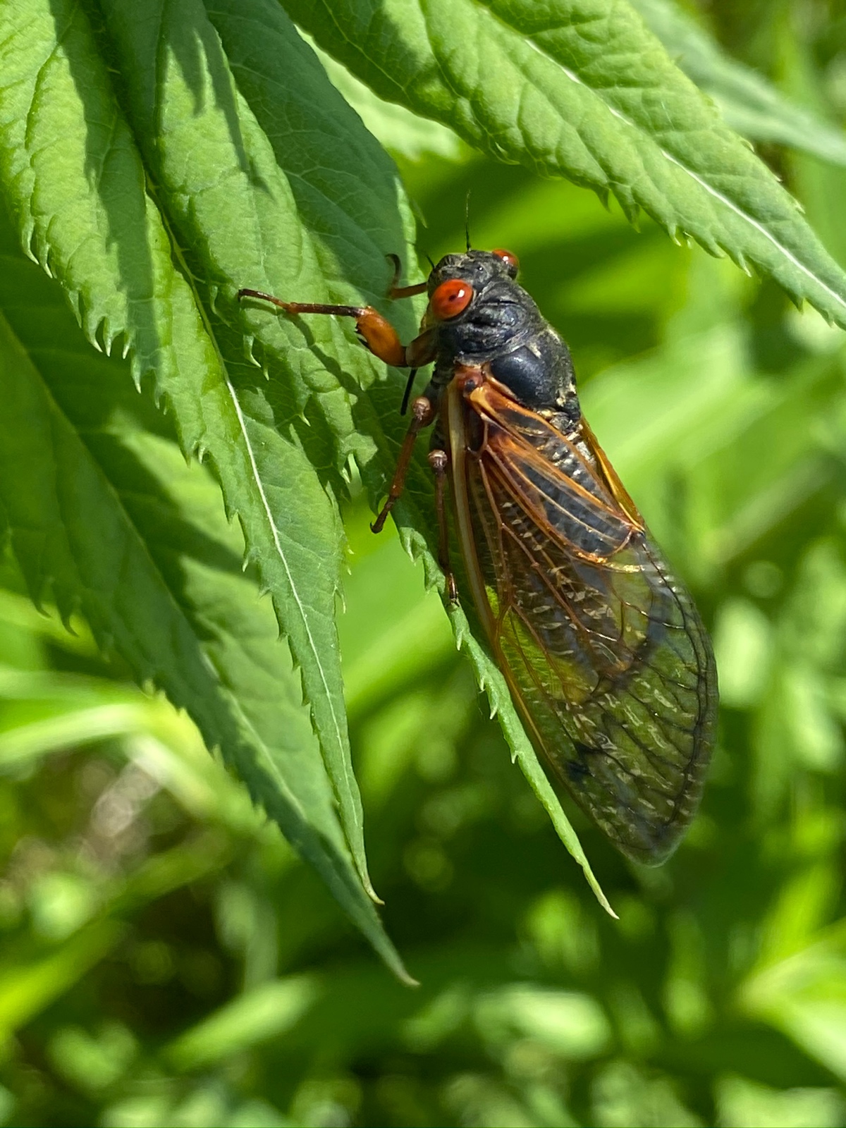 Periodic Cicada