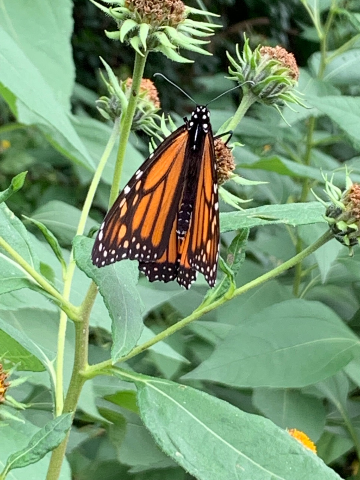 Butterfly Pit-Stop