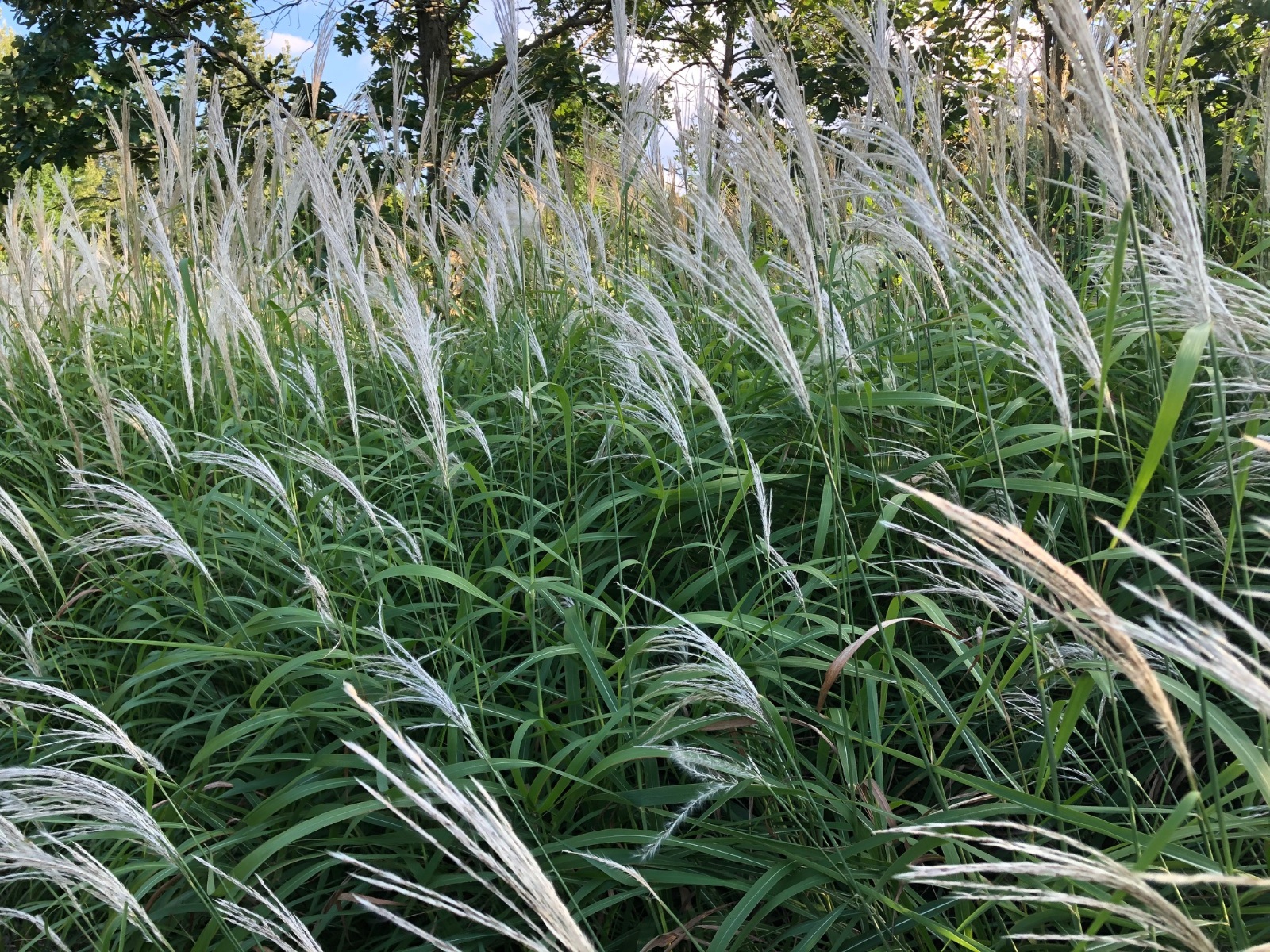 Blowin’ in the Wind