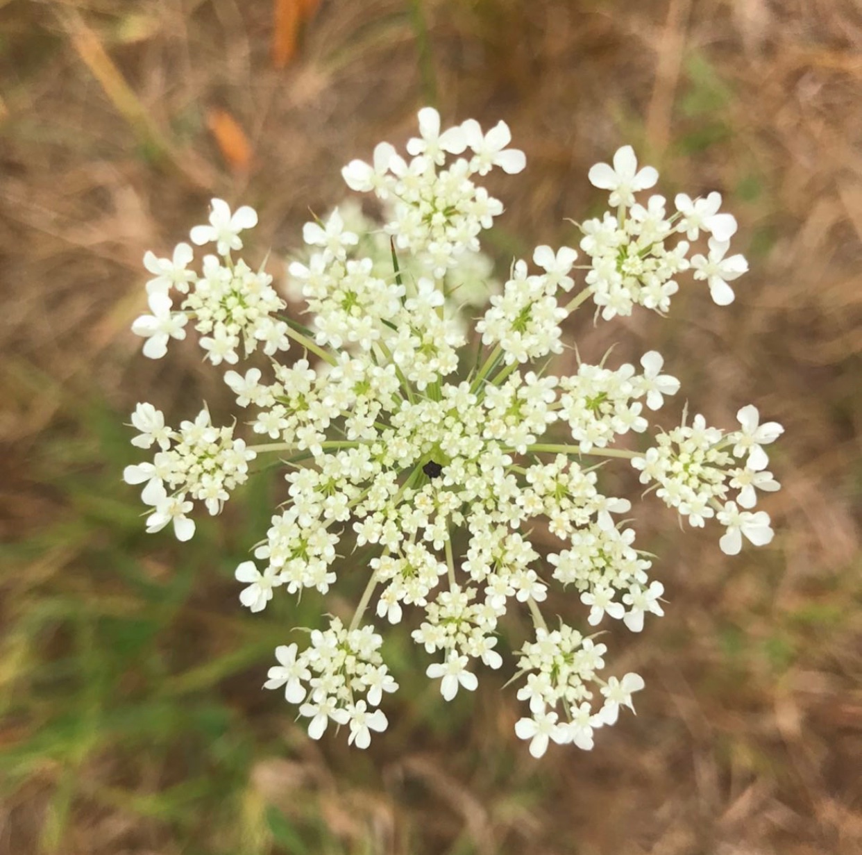 Summer Snowflake