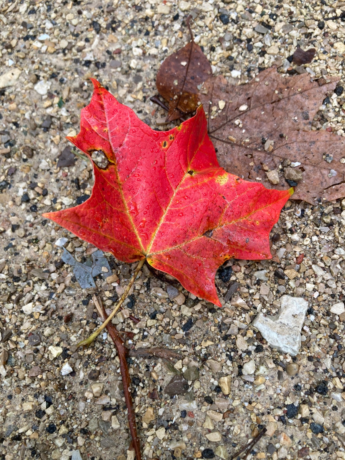 Candy Apple Red