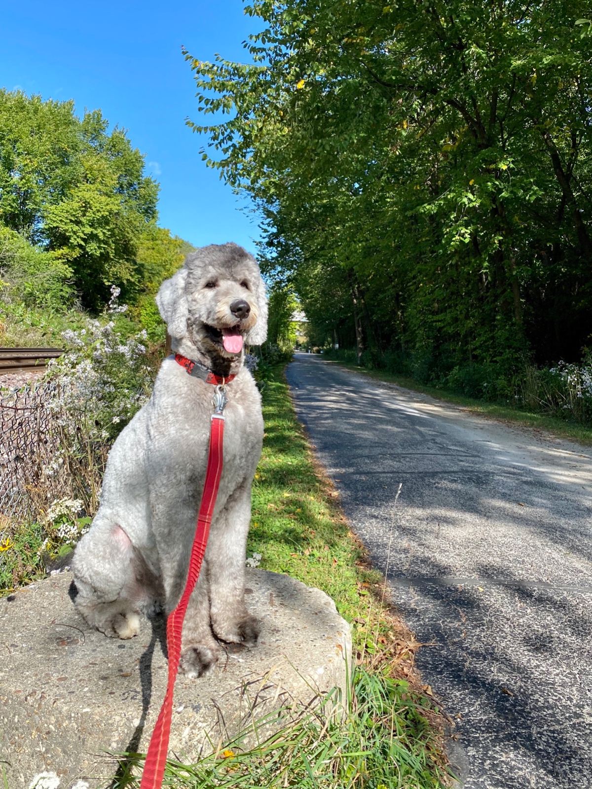 Perfect Dog Walking Day on the GBT.