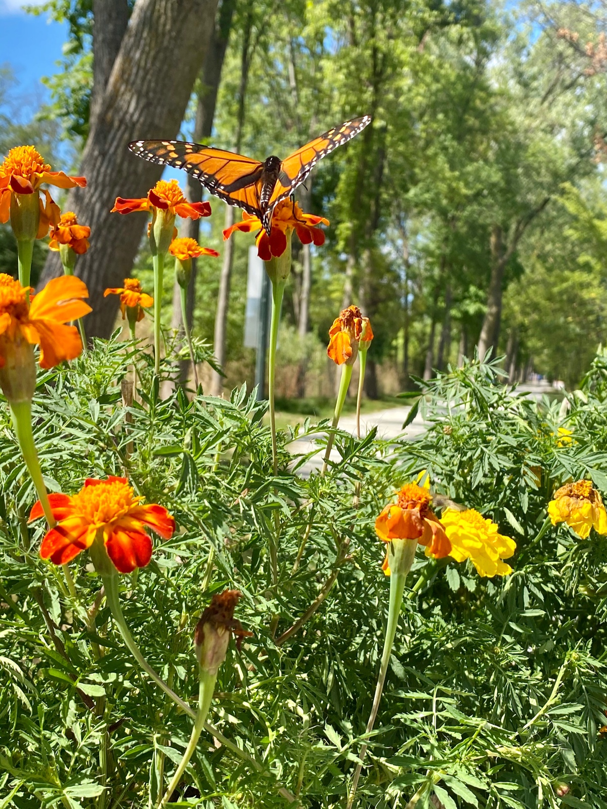 Flower Flight