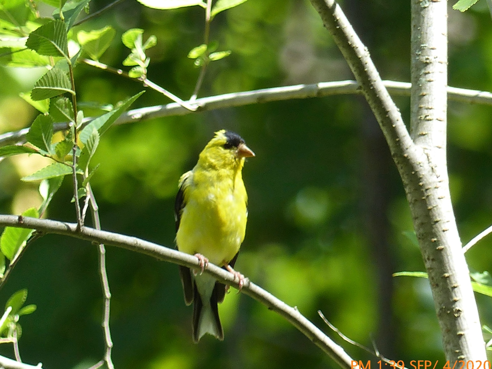 Yellow Bird All Alone