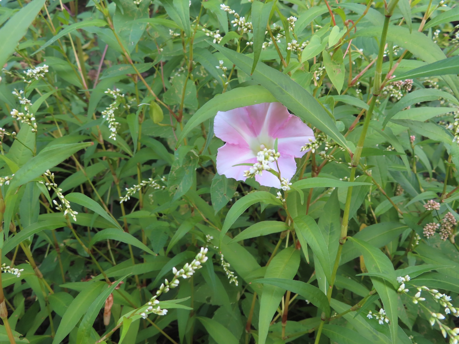 White and pink flowers