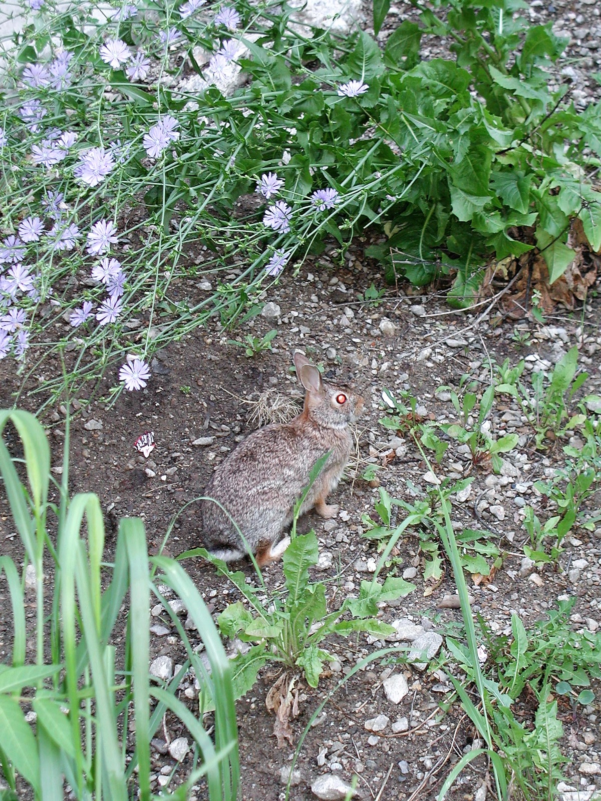 Bunny-Best