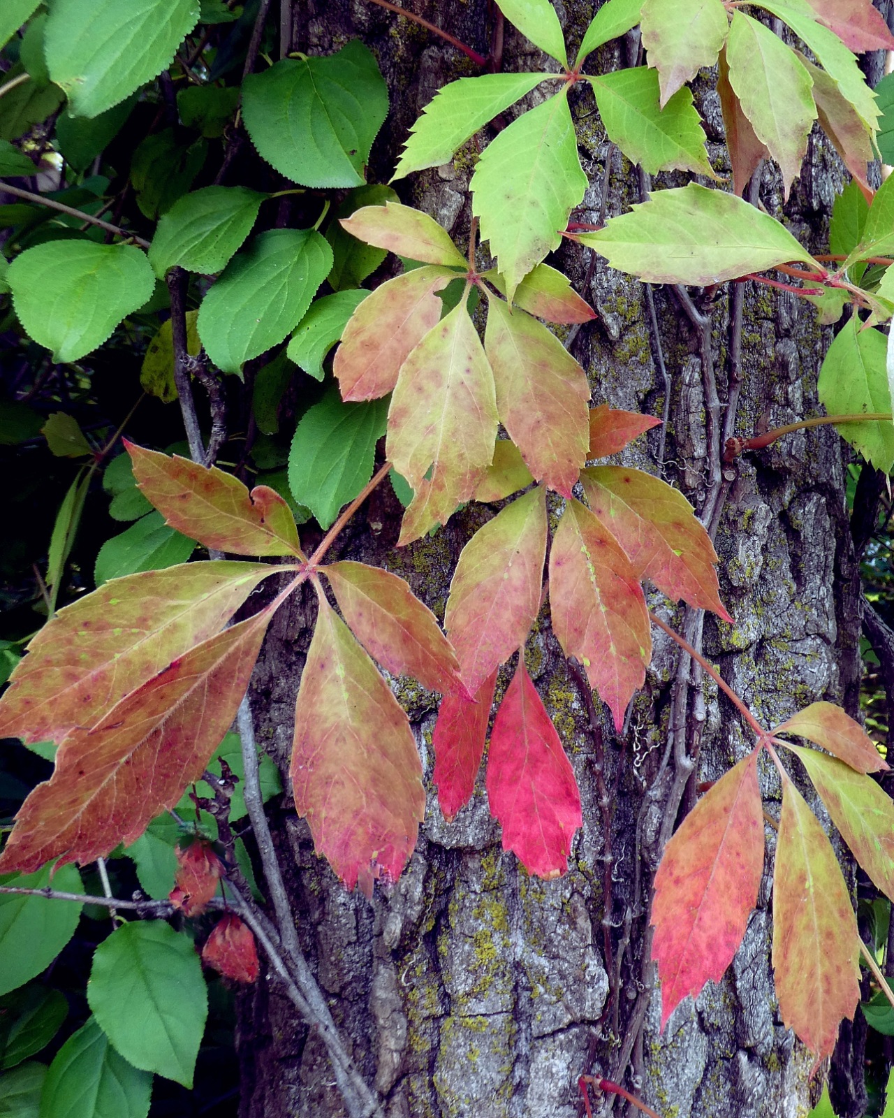 Fall’s Beginnings