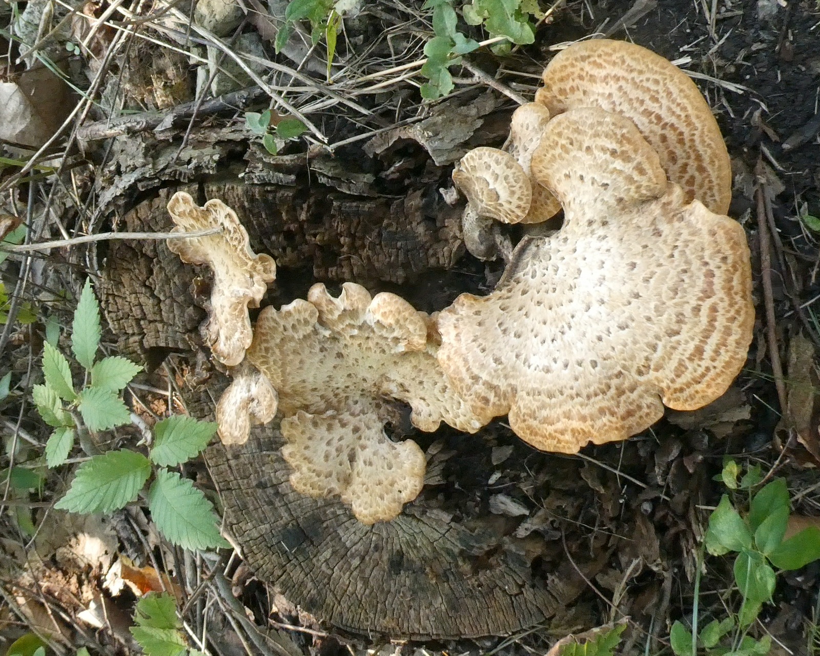 Forest Fungi at Work