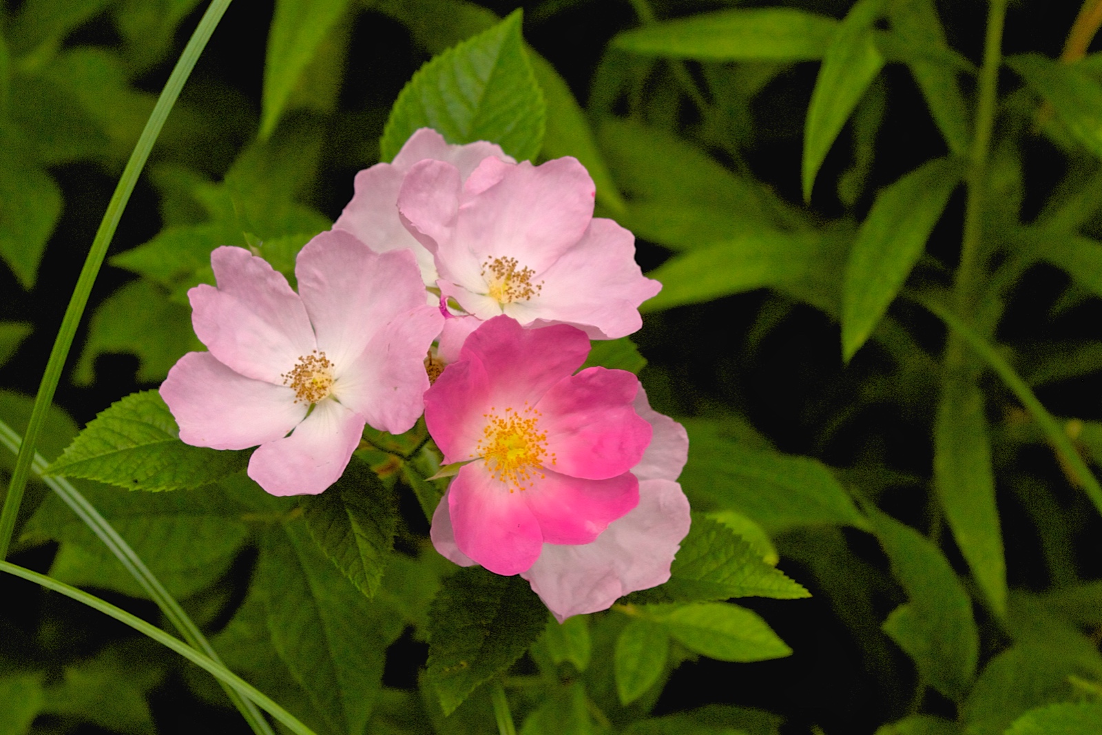 Wild Roses