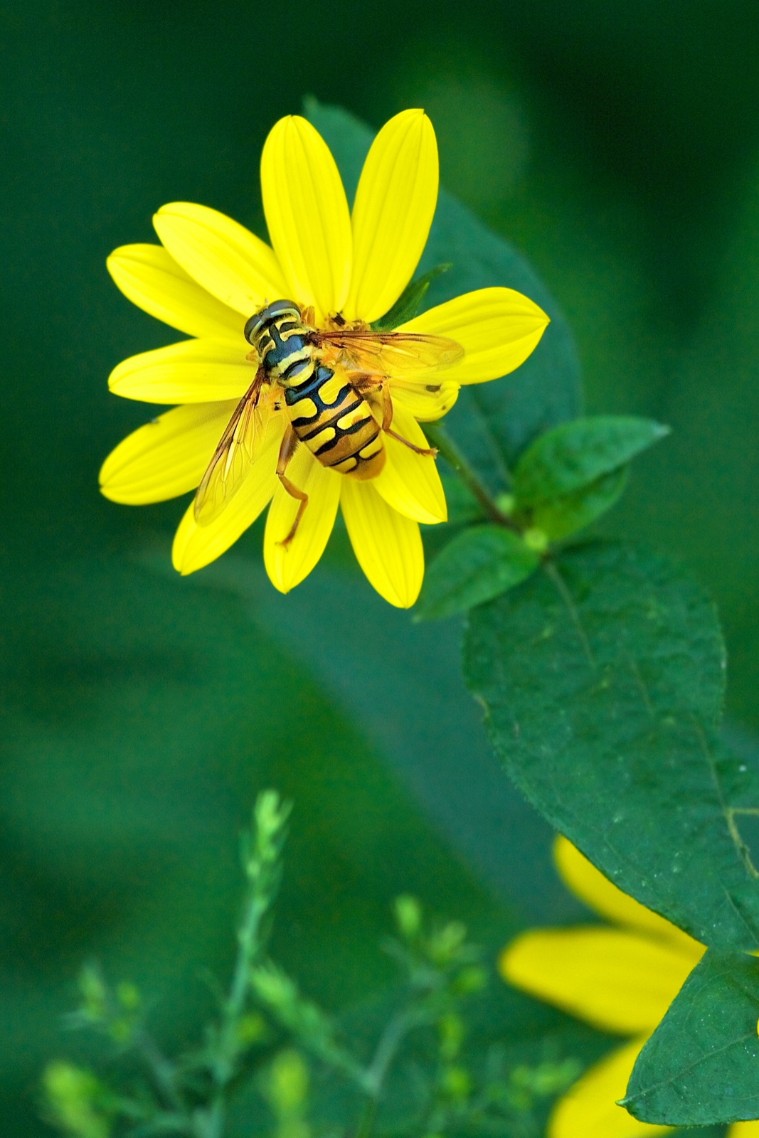 A hover fly – a fly that looks like a bee!